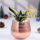 Milt Sansevieria In Metal Pot For New Year