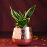Milt Sansevieria In Rose Gold Metal Pot