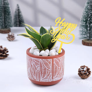 Milt Sansevieria In Terracotta Pot For New Year