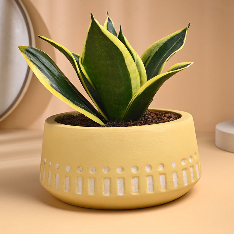 Milt Sansevieria In White Terracotta Pot
