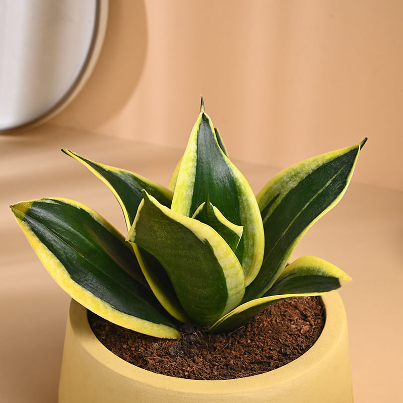 Product Image Video