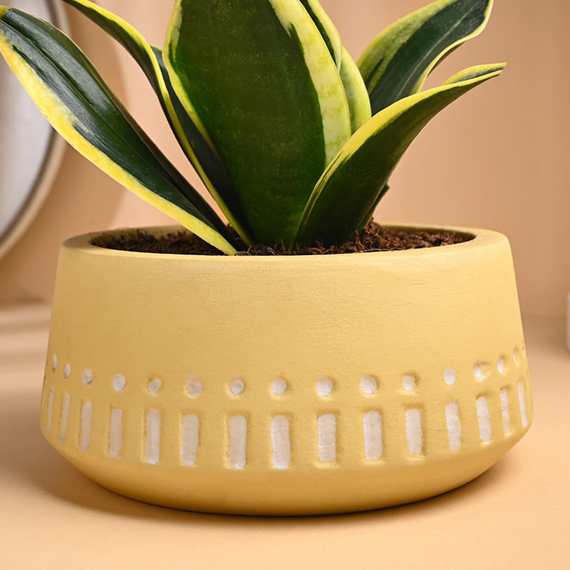 Product Image Video