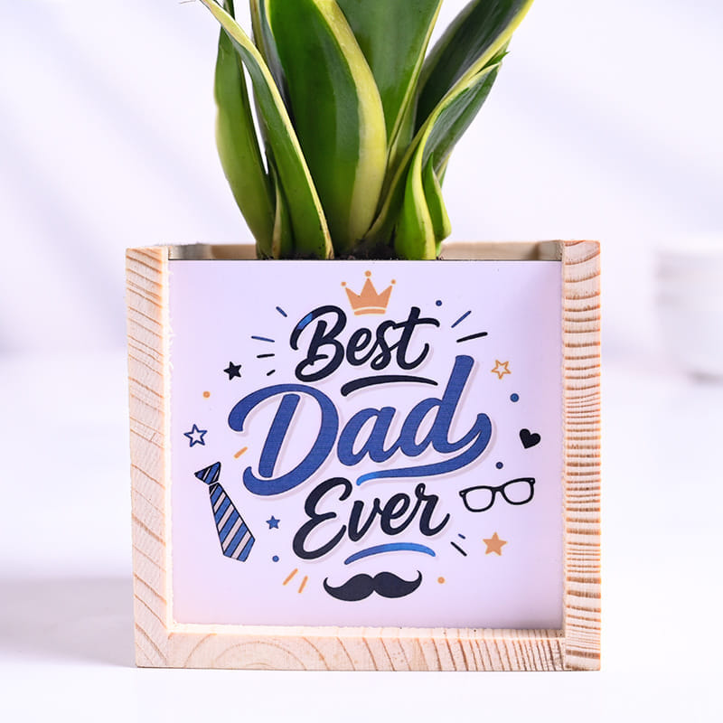 MILT Sansevieria Plant In Best Dad Pot