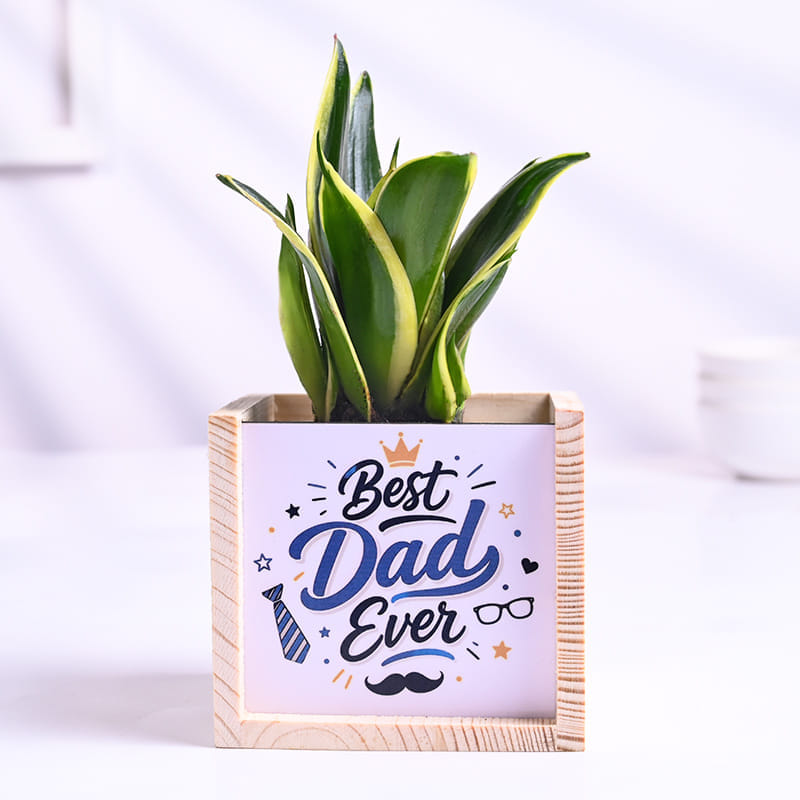 Milt Sansevieria Plant In Best Dad Pot With Treats