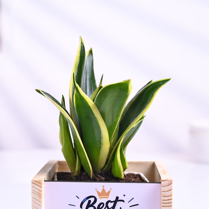 Milt Sansevieria Plant In Best Dad Pot With Treats
