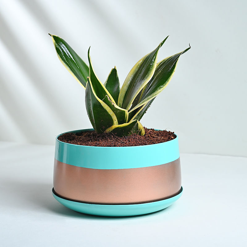 Milt Sansevieria Plant In Green N Golden Metal Pot