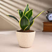 Milt Sansevieria Plant In Textured Ceramic Pot