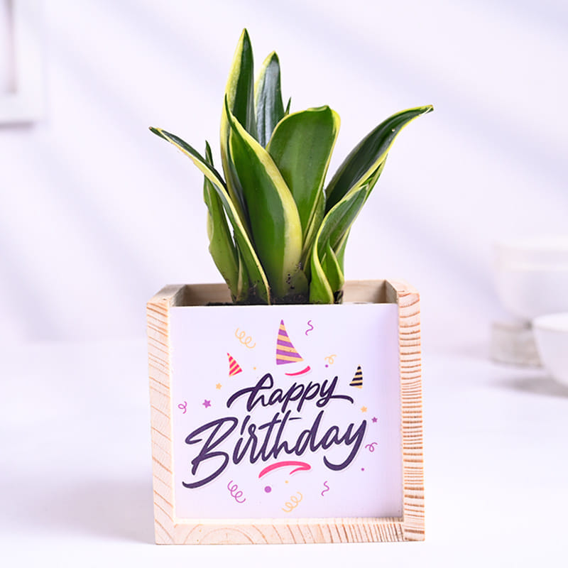 Milt Sansevieria Plant In Wooden Happy Birhday Pot