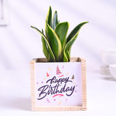 Milt Sansevieria Plant In Wooden Happy Birhday Pot
