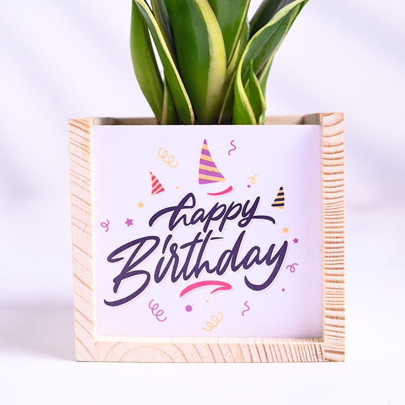 Milt Sansevieria Plant In Wooden Happy Birhday Pot
