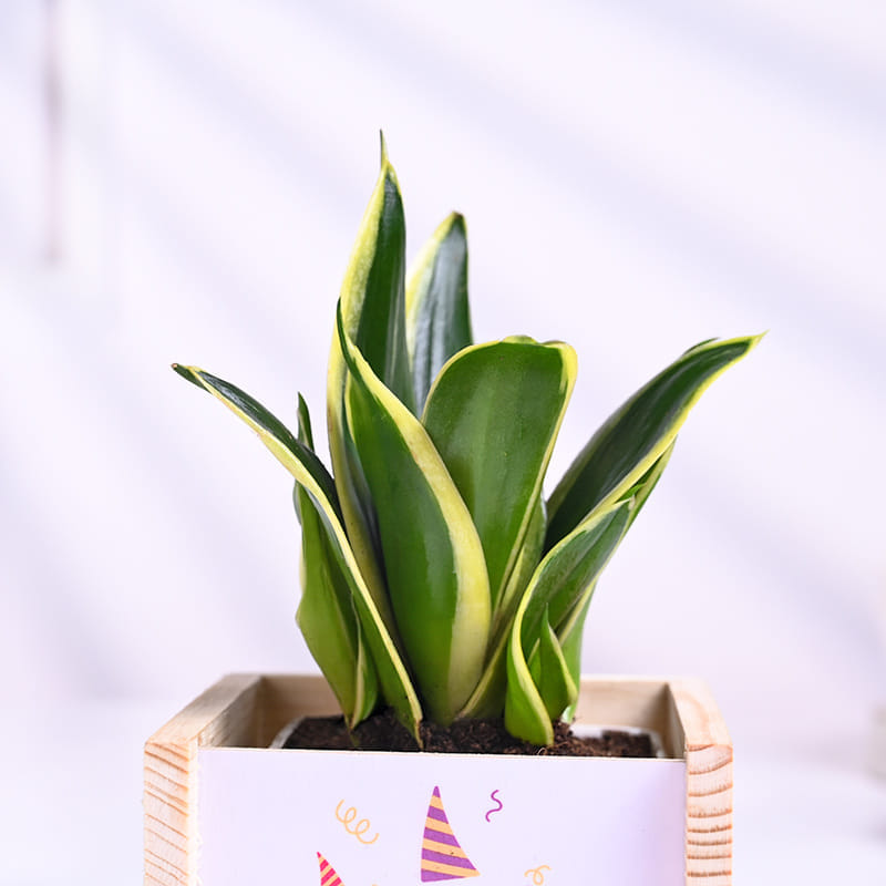 Milt Sansevieria Plant In Wooden Happy Birhday Pot