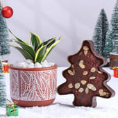 Milt Sansevieria Plant N Plum Cake Christmas Combo