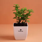 Mini Jade Blossom Delight