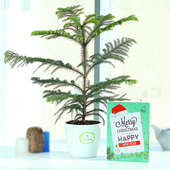 Mini Xmas Tree - Foliage Plants Indoors in Rhonda Vase with Christmas and New Year Greeting Card