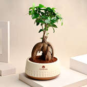 Ficus Microcarpa Bonsai Plant