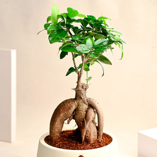 Ficus Bonsai Plant