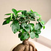 Ficus Bonsai Plant Online