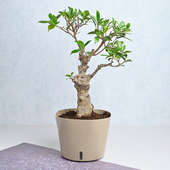 Minimalist Ficus Bonsai Plant