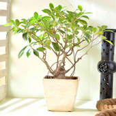 Minimalistic Ficus Bonsai Beauty