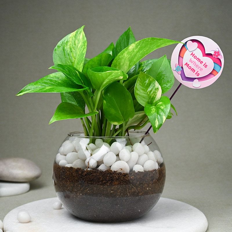 Mom Love Green Money Plant