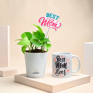 Mothers Day Money Plant And Mug Combo for Mom