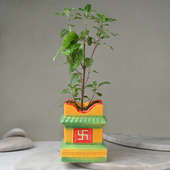 Mothers Day Special Tulsi Plant for Mom