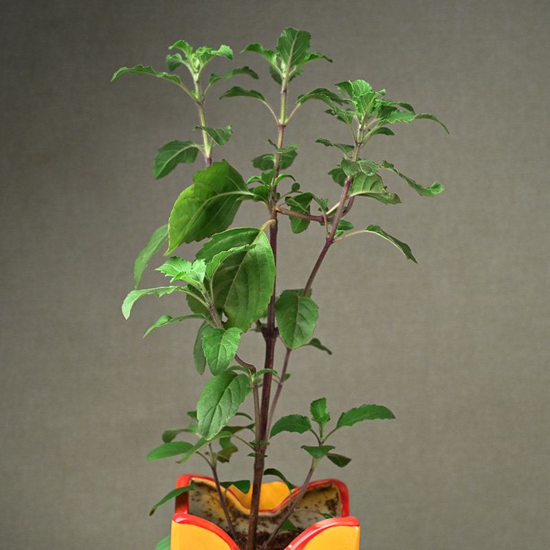 Tulsi Plant Online