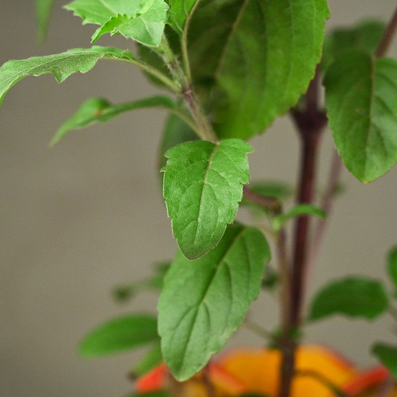 Buy Tulsi Plant Online