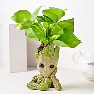 Money Plants