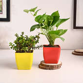 Money And Jade Plant In Fiber Pots