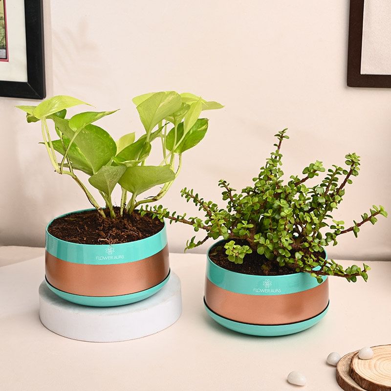 Money And Jade Plant In Metal Pots