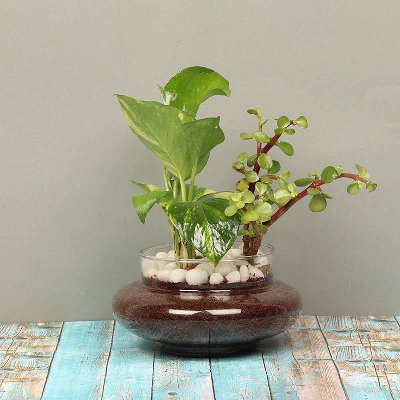 Money and Jade Plant in a Glass Vase