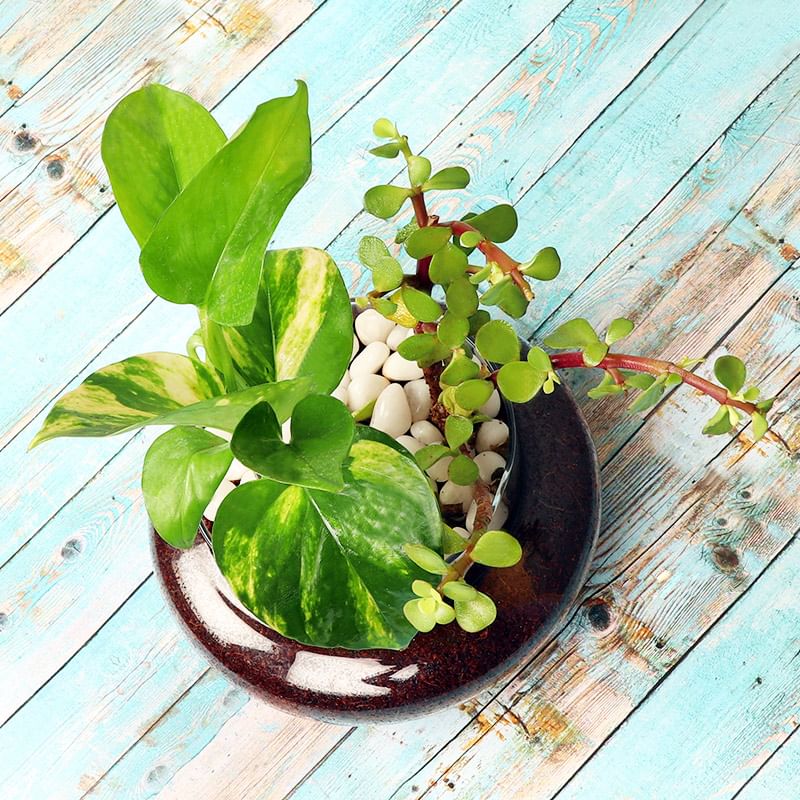 Money and Jade Plant in a Glass Vase Close View