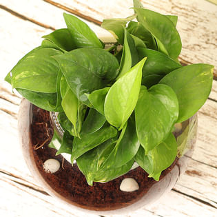 Buy Money Climbers Plant