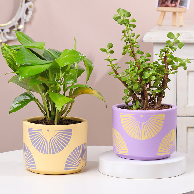 Money N Jade Plants In Designer Pots