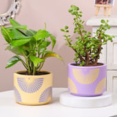 Money N Jade Plants In Designer Pots