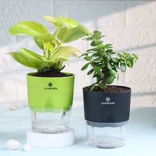 Money N Jade Plants In Self Watering Pots