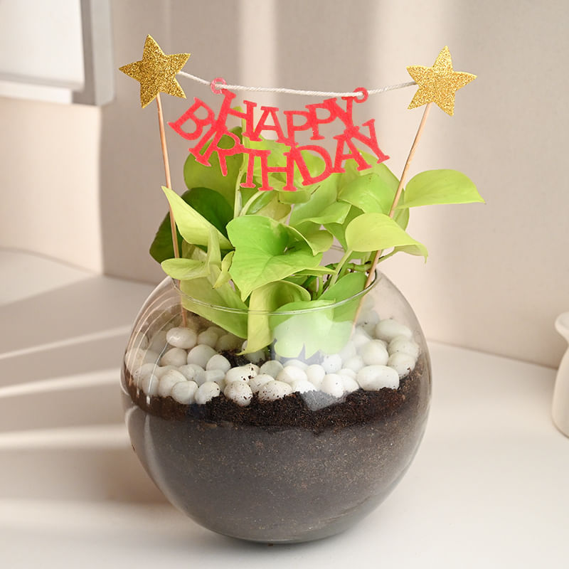 Buy Birthday Golden Money Plant Online