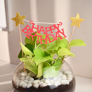 Send Birthday Golden Money Plant Online