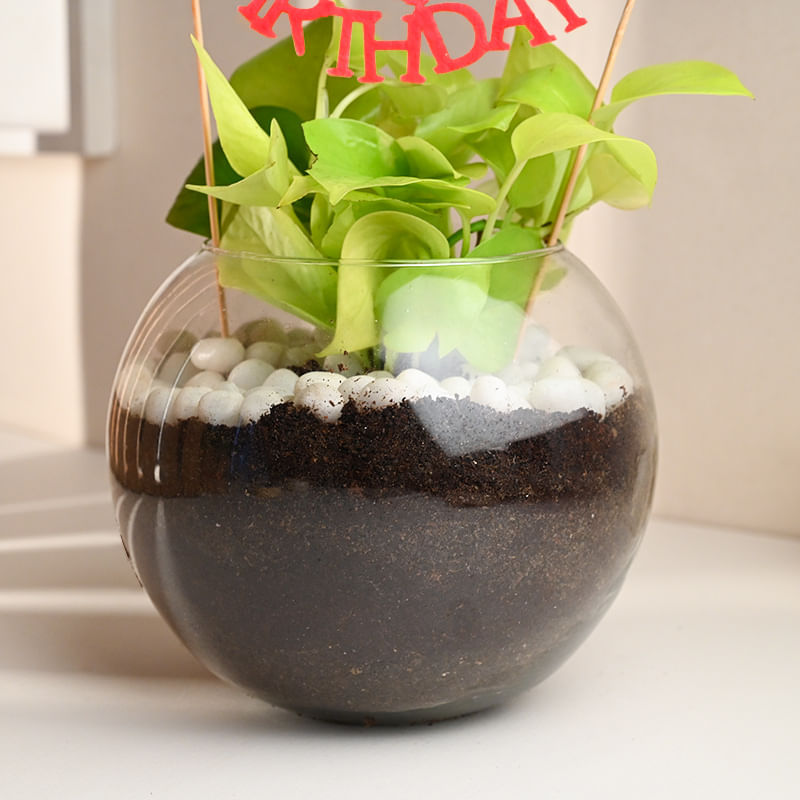 Order Birthday Golden Money Plant Online