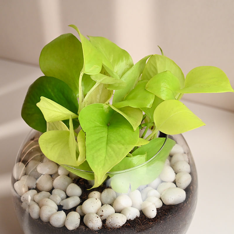 Birthday Golden Money Plant Online