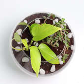 Buy Money Plant And Jade Terrarium with Pebbles Online