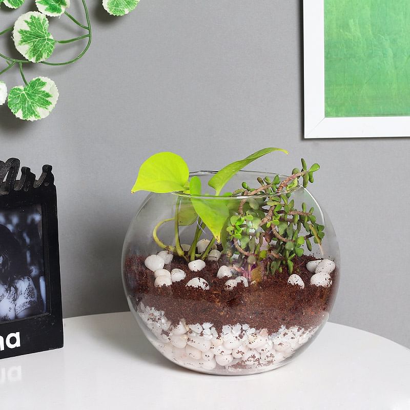 Order Money Plant And Jade Terrarium with Pebbles Online