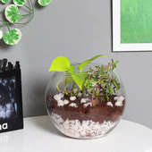 Order Money Plant And Jade Terrarium with Pebbles Online