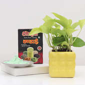 Money Plant and Holi Gift  Combos
