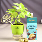 Money Plant In Anniversary Pot With Hazelnut Rocks