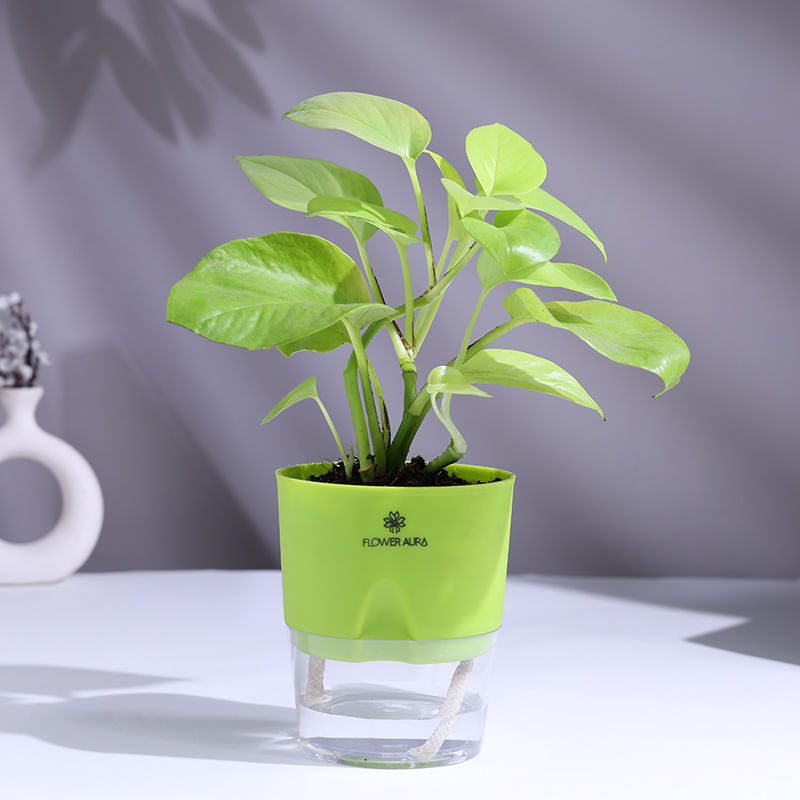Product Image Video