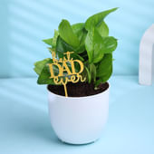 Money Plant In Best Dad Ever Pot