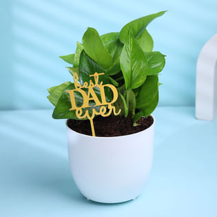 Money Plant In Best Dad Ever Pot