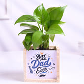 Money Plant In Best Dad Pot